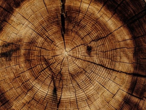 Souche de bois