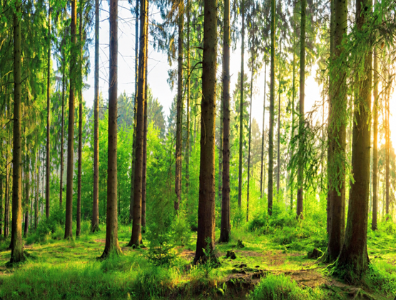 Sunlight filtering through a dense green forest of tall conifer trees.